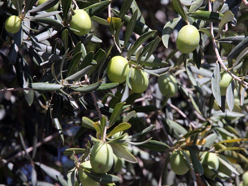 Глазами очевидцев: так растут оливки. В гостях у Маркизы